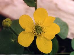 Attēlu rezultāti vaicājumam “Caltha palustris”