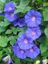 Image result for Ipomoea Lavender