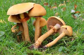 Attēlu rezultāti vaicājumam “Phaeolepiota aurea”