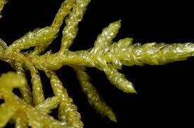 Attēlu rezultāti vaicājumam “Pseudoscleropodium purum”