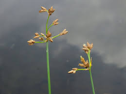 Attēlu rezultāti vaicājumam “Schoenoplectus lacustris subsp. glaucus flower”