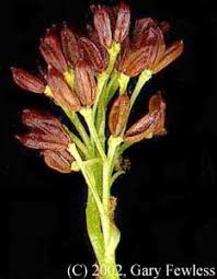 Attēlu rezultāti vaicājumam “Fraxinus pennsylvanica male flower”