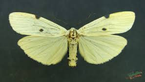 Attēlu rezultāti vaicājumam “Lithosia quadra male”