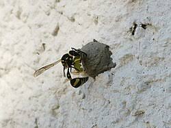 Attēlu rezultāti vaicājumam “Eumenes sp.”