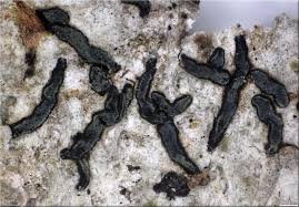 Attēlu rezultāti vaicājumam “Alyxoria varia”