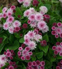 Image result for Leberbalsam