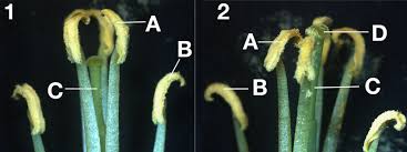 Attēlu rezultāti vaicājumam “Brassica napus flower”