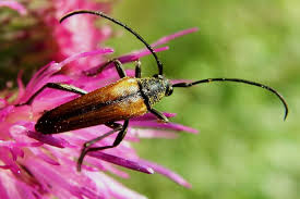 Attēlu rezultāti vaicājumam “Stenurella melanura”
