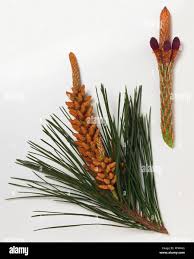 Attēlu rezultāti vaicājumam “Pinus pumila male flower”