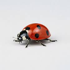 Attēlu rezultāti vaicājumam “Coccinella septempunctata imago”