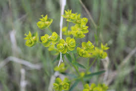 Attēlu rezultāti vaicājumam “Euphorbia virgata”