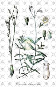 Attēlu rezultāti vaicājumam “Cerastium sylvaticum”