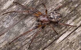 Attēlu rezultāti vaicājumam “Larinioides cornutus male”