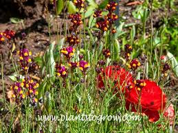 Attēlu rezultāti vaicājumam “Linaria loeselii”