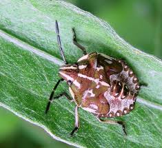 Attēlu rezultāti vaicājumam “Carpocoris sp.”