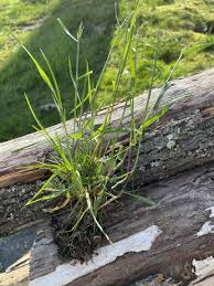 Attēlu rezultāti vaicājumam “Poa trivialis flower”