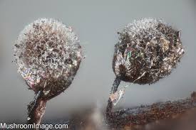 Attēlu rezultāti vaicājumam “Lamproderma pseudomaculatum”