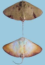 Image result for Gymnura natalensis