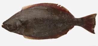 Image result for Hippoglossus hippoglossus