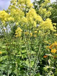 Attēlu rezultāti vaicājumam “Thalictrum flavum flower”