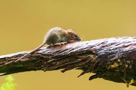 Attēlu rezultāti vaicājumam “Apodemus flavicollis”