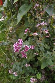 Image result for Origanum vulgare