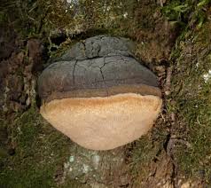 Attēlu rezultāti vaicājumam “Phellinus nigricans”