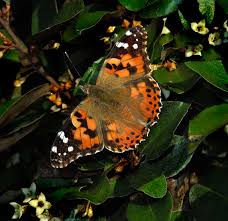 Attēlu rezultāti vaicājumam “Vanessa cardui upperside”