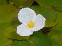 Attēlu rezultāti vaicājumam “Hydrocharis morsus-ranae”