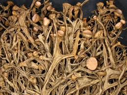 Attēlu rezultāti vaicājumam “Ramalina calicaris”