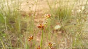 Attēlu rezultāti vaicājumam “Juncus bulbosus flower”