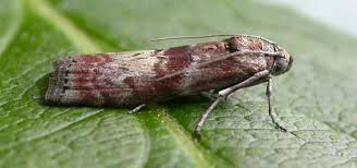 Attēlu rezultāti vaicājumam “Phycita roborella”