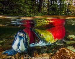 Image result for Oncorhynchus nerka