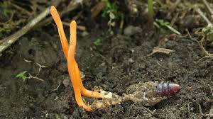 Attēlu rezultāti vaicājumam “Cordyceps”
