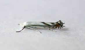 Attēlu rezultāti vaicājumam “Lyonetia prunifoliella”