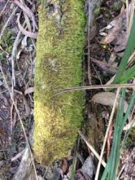 Attēlu rezultāti vaicājumam “Hypnum cupressiforme var. filiforme”