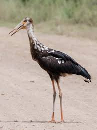 Attēlu rezultāti vaicājumam “Paracorymbia maculicornis imago”