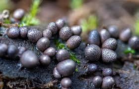 Attēlu rezultāti vaicājumam “Lycogala roseosporum spores”