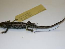 Attēlu rezultāti vaicājumam “Lacerta agilis”