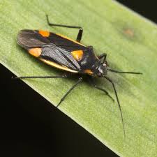 Attēlu rezultāti vaicājumam “Capsodes gothicus”