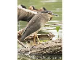 Attēlu rezultāti vaicājumam “Nycticorax nycticorax”