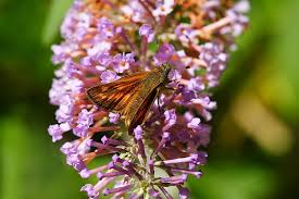 Attēlu rezultāti vaicājumam “Ochlodes sylvanus underside”