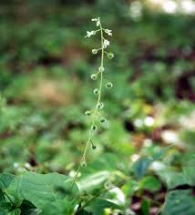 Attēlu rezultāti vaicājumam “Circaea lutetiana bud”