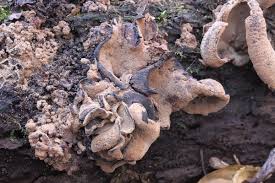 Attēlu rezultāti vaicājumam “Ionomidotis irregularis”