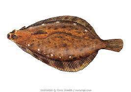 Image result for Limanda limanda