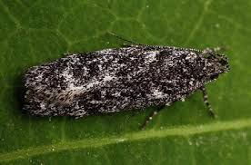 Attēlu rezultāti vaicājumam “Gelechia jakovlevi”