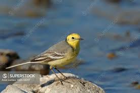 Attēlu rezultāti vaicājumam “Motacilla citreola”