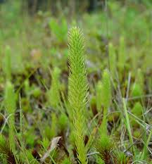 Attēlu rezultāti vaicājumam “Lycopodiella inundata”