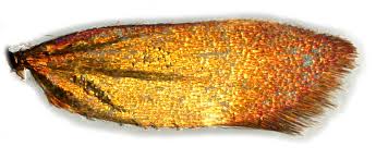 Attēlu rezultāti vaicājumam “Adela cuprella”