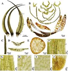 Attēlu rezultāti vaicājumam “Dicranum bonjeanii”